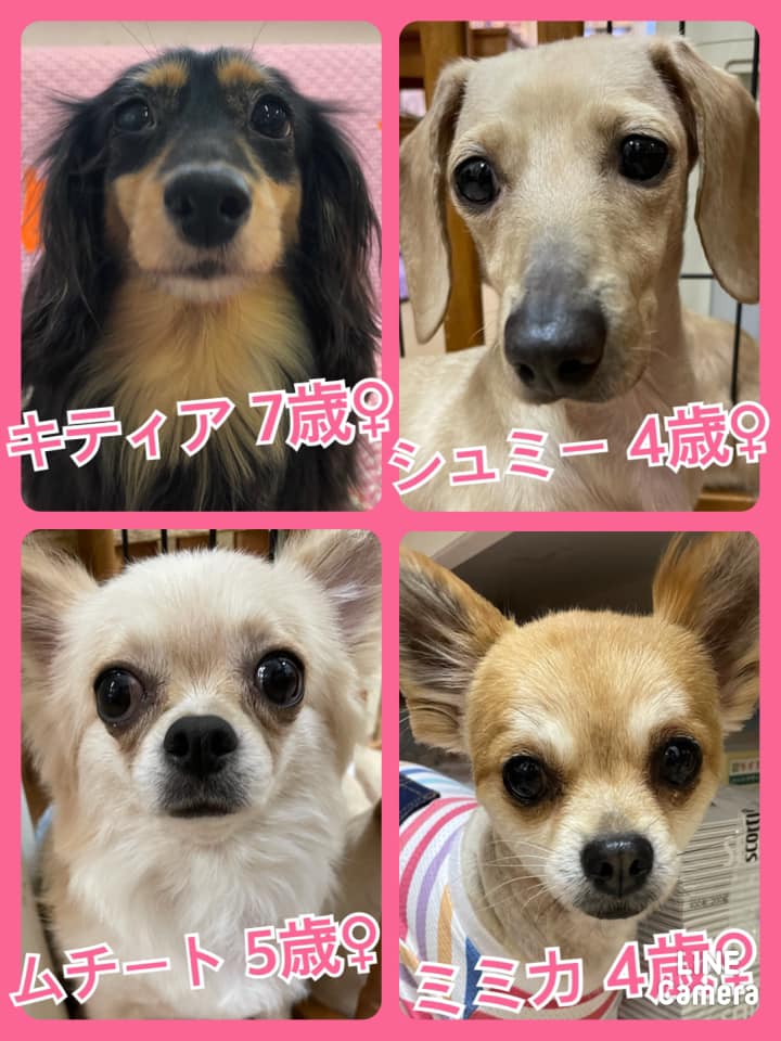 🐾今日の里親様募集中ワンコ🐶メンバーです🐾2021,6,27